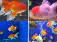 Özel Seri Kafalı Oranda Japon Balığı Adana