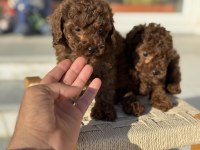 Petmode köpek çiftliğinden tea cup kore poodle