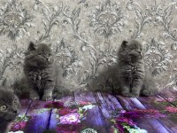 British Shorthair ve Longhair 2 Aylık Yavrular