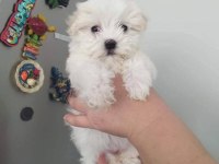 Terrier yavruları