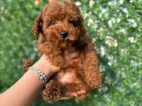 Toy Poodle Köpeğimiz 3 Aylık