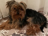 0 BOY TEACUP YORKSHİRE TERRİER KIZIM