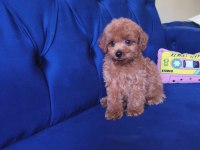 Toy Poodle Erkek Güzeli