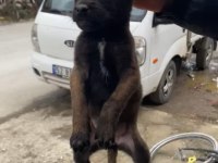Belçika kurdumuz