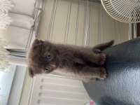 chocolate scottish fold