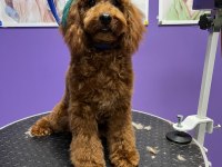 Kore toy poodle güvenebileceğimiz aileye