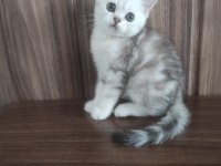 British shorthair yavrularım