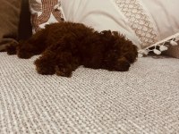 3 aylık dişi toy poodle