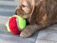 Cocker yavru teslime hazır