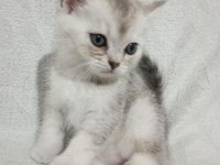 1.5 Aylık Yavru British Shorthair