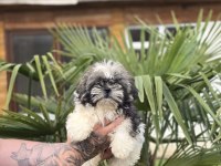 Aşılı Sağlıklı Shih Tzu Yavrular