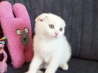 Scottish fold white