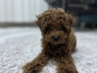 Toy poodle 2 aylık (dişi)