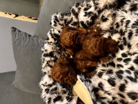 Toy poodle köpekler