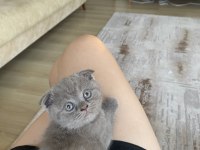 Beylikdüzü 2 aylık yavru scottish fold