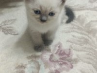 Beyaz British Mavi Göz