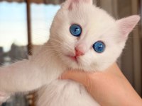 British shorthair 4 aylık yavru kedimiz