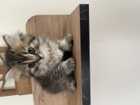 Orjinal ırkta, nadir bulunan bir cins british longhair