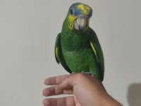 El Besleme Yavru Amazonika Papağanlar