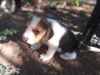 Saf kan beagle yavrularım