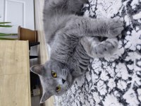 British Shorthair Acil Sahiplenilmesi Gerekiyor