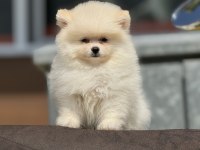 Ankarada ziyarete açık pomeranian boo yavrular