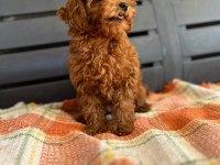 Toy poodle dişi
