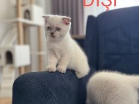 2 AYLIK SCOTTİSH BLUEPOİNT SHORTHAİR YAVRULAR