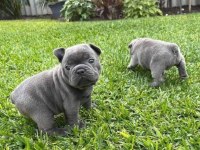 ÜST KALİTE BLUE FRENCH BULLDOG BEBEKLER