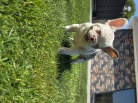 Ev Ortamında Bakılan Renkli Gözlü French Bulldog Yavrularım