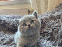 Show line british shorthair yavrularımız