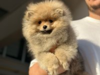 orjinal erkek ve dişi pomeranian boo