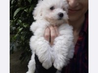 Maltese bebeklerimiz