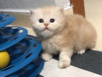 Chinchilla 2 erkek yavru