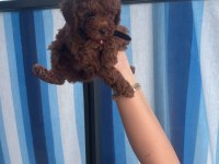 55 Günlük Toy Poodle