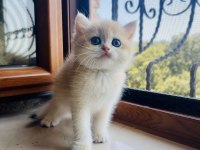 Saf Kan Golden British Shorthair Yavruları (Wcf Kayıtlı)