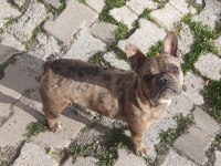 Blue merle erkek merle dişi french bulldog