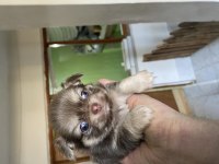 Tatlı şivava chihuahua köpeğimiz