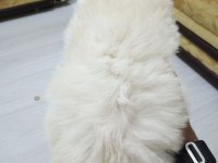 Orijinal ırk malta terrier