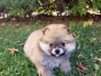 ÜST KALİTE POMERANİAN BOO