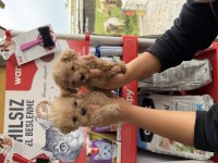 Maltipoo yavrularımız