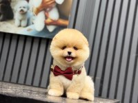 SAĞLIK VE IRK GARANTİLİ POMERANİAN KÖPEĞİ