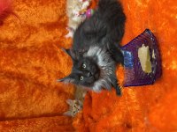 Gri yele maine coon isteyenler