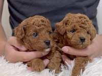 A Kalite Toy Poodle Bebek