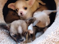 Chihuahua orjinal teacup bebekler