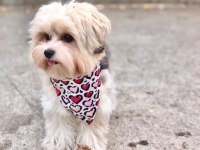 Yorkshire terrier eğitimli