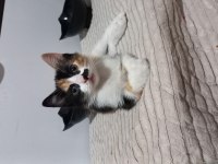 Güzel calico kızlarımıza acil yuva kedimize