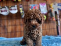 POFUDUK toy poodle bebekler