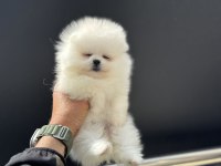 Petmode köpek çiftliğinden pomeranian yavrular