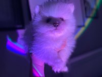Erkek Dişi Pomeranian Boo Yavrular